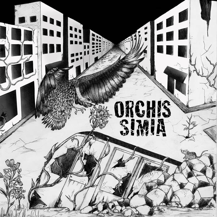 ORCHIS SIMIA - Idem